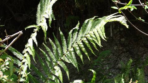 Fotografia da espécie Dryopteris affinis subesp. borreri var. borreri