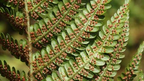 Fotografia da espécie Dryopteris affinis subesp. borreri var. borreri