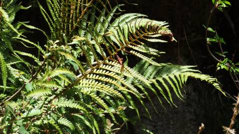 Fotografia da espécie Dryopteris affinis subesp. borreri var. borreri