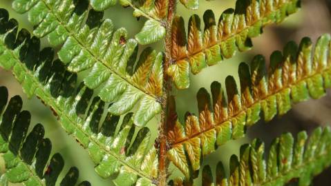 Fotografia da espécie Dryopteris affinis subesp. borreri var. borreri