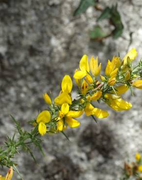 Fotografia 12 da espécie Ulex minor no Jardim Botânico UTAD