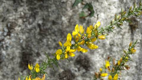 Fotografia da espécie Ulex minor