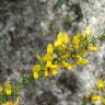 Fotografia 12 da espécie Ulex minor do Jardim Botânico UTAD