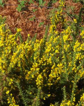 Fotografia 1 da espécie Ulex minor no Jardim Botânico UTAD