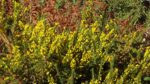 Fotografia da espécie Ulex minor