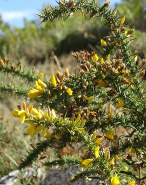 Fotografia 11 da espécie Ulex minor no Jardim Botânico UTAD