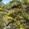 Fotografia 11 da espécie Ulex minor do Jardim Botânico UTAD