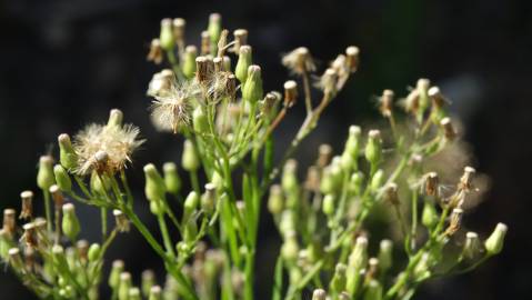 Fotografia da espécie Erigeron canadensis