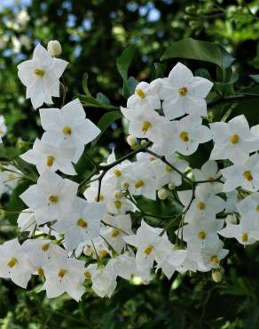 Fotografia 1 da espécie Solanum laxum no Jardim Botânico UTAD