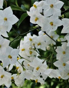 Fotografia 13 da espécie Solanum laxum no Jardim Botânico UTAD