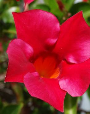 Fotografia 1 da espécie Adenium obesum no Jardim Botânico UTAD