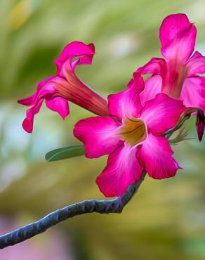 Fotografia 6 da espécie Adenium obesum no Jardim Botânico UTAD