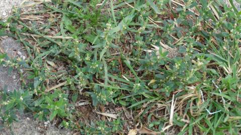 Fotografia da espécie Polygonum aviculare