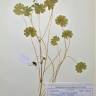 Fotografia de herbário 1 da espécie Geranium molle no Jardim Botânico UTAD