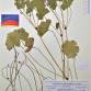 Fotografia 3 de herbário da espécie Geranium molle no Jardim Botânico UTAD