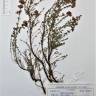 Fotografia de herbário 1 da espécie Erica cinerea no Jardim Botânico UTAD