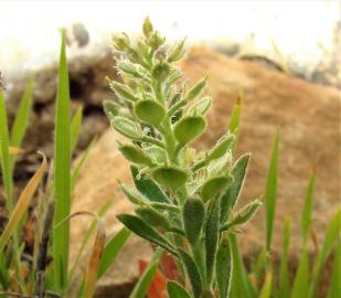 Fotografia da espécie Alyssum granatense