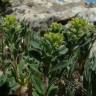 Fotografia 21 da espécie Alyssum granatense do Jardim Botânico UTAD