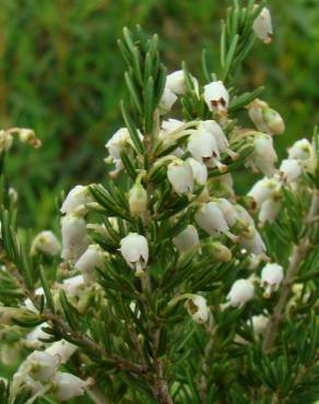 Fotografia 12 da espécie Erica lusitanica no Jardim Botânico UTAD