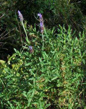 Fotografia 19 da espécie Lavandula dentata no Jardim Botânico UTAD