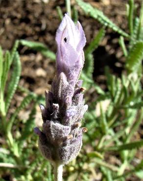 Fotografia 20 da espécie Lavandula dentata no Jardim Botânico UTAD