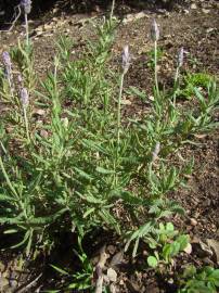 Fotografia da espécie Lavandula dentata