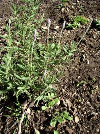 Fotografia da espécie Lavandula dentata