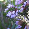 Fotografia 7 da espécie Erica multiflora do Jardim Botânico UTAD