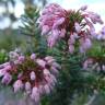 Fotografia 9 da espécie Erica multiflora do Jardim Botânico UTAD