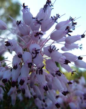 Fotografia 10 da espécie Erica multiflora no Jardim Botânico UTAD