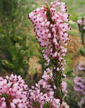 Fotografia 12 da espécie Erica multiflora no Jardim Botânico UTAD