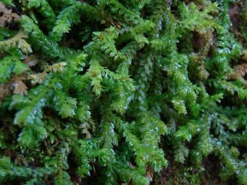 Fotografia da espécie Selaginella denticulata