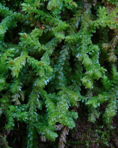 Fotografia de capa Selaginella denticulata - do Jardim Botânico