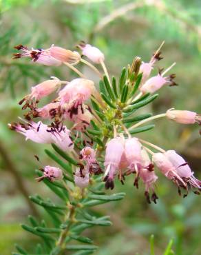 Fotografia 1 da espécie Erica multiflora no Jardim Botânico UTAD