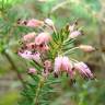 Fotografia 1 da espécie Erica multiflora do Jardim Botânico UTAD