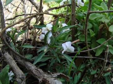 Fotografia da espécie Viola arborescens