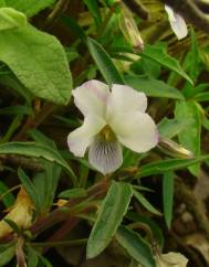 Viola arborescens