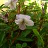 Fotografia 19 da espécie Viola arborescens do Jardim Botânico UTAD