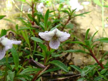 Fotografia da espécie Viola arborescens