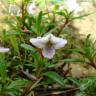 Fotografia 20 da espécie Viola arborescens do Jardim Botânico UTAD