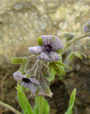 Fotografia 14 da espécie Cynoglossum creticum no Jardim Botânico UTAD