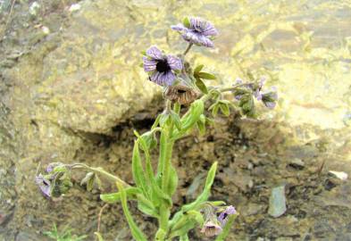 Fotografia da espécie Cynoglossum creticum