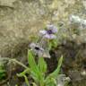 Fotografia 17 da espécie Cynoglossum creticum do Jardim Botânico UTAD