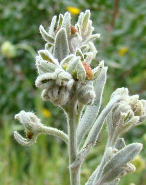 Fotografia 17 da espécie Cynoglossum cheirifolium no Jardim Botânico UTAD