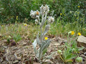 Fotografia da espécie Cynoglossum cheirifolium