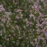 Fotografia 7 da espécie Erica australis do Jardim Botânico UTAD