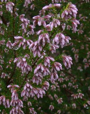 Fotografia 8 da espécie Erica australis no Jardim Botânico UTAD