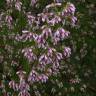 Fotografia 8 da espécie Erica australis do Jardim Botânico UTAD