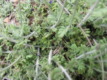 Fotografia da espécie Lavandula multifida