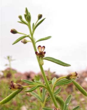 Fotografia 5 da espécie Cleome africana no Jardim Botânico UTAD